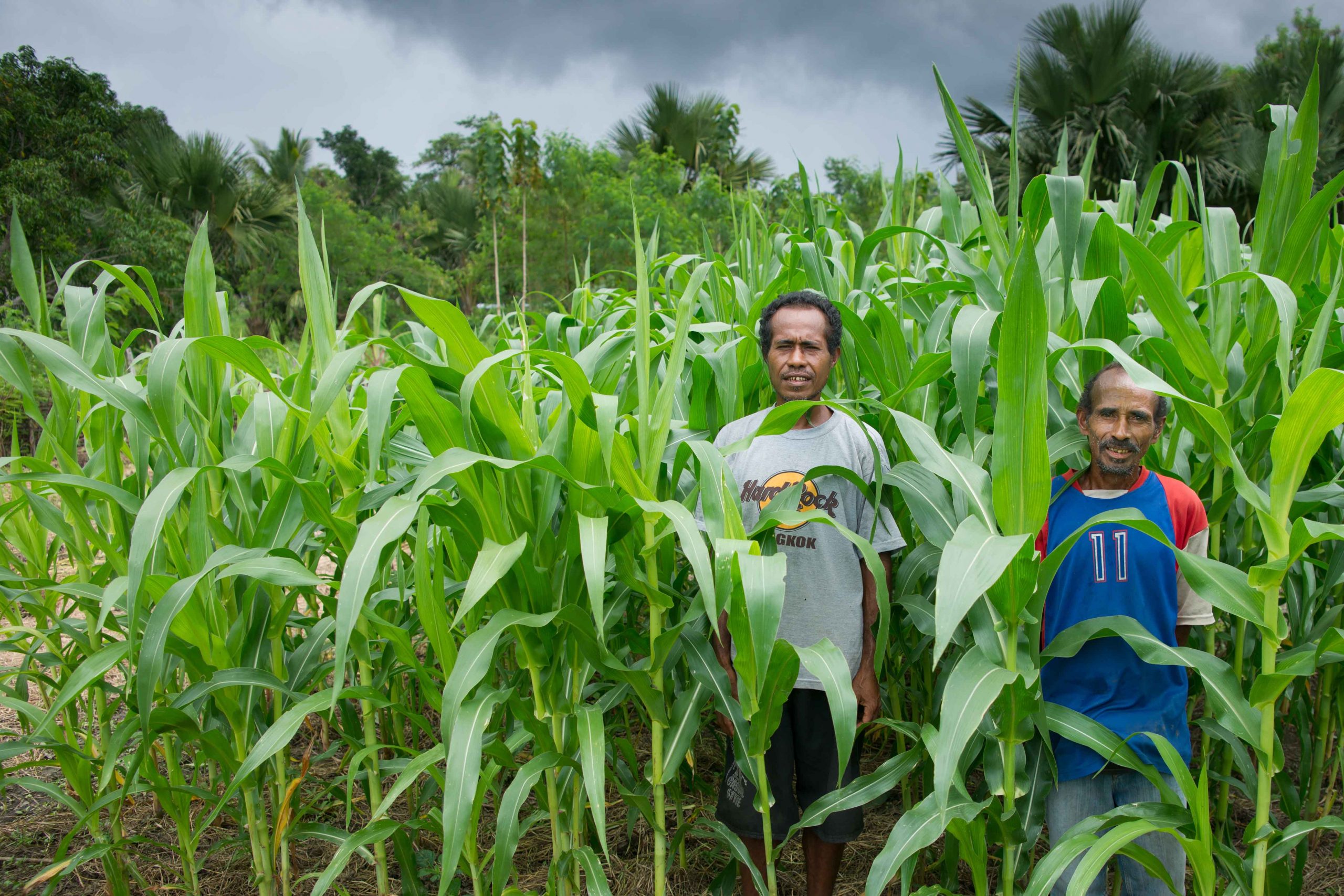 agriculture-and-livelihoods-adra-timor-leste